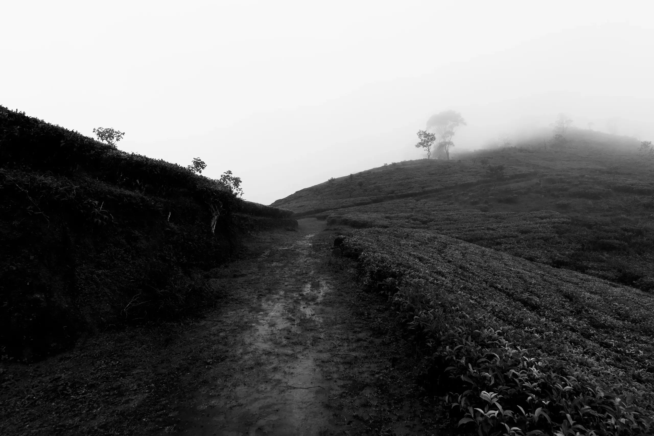 First Light Footer Background